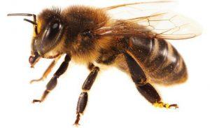 bees removal services in Kenya, Bees removal, Bees Control services, Bees Control near me, bees control services near me, bees removers in Kenya, bees control company, bees control services in Kenya