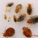 BedBugs Control in Kenya, Bed bugs control company, bed bug killer, bed bugs removal