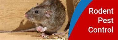 Rats Control, rats control services, rodent control
