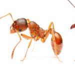 ants Control services, ants control services near me, ants control services in kenya, ant fumigation services in