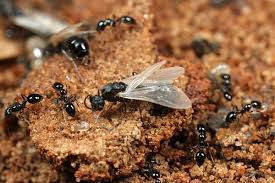 pest control services, Ants Control services in Kenya