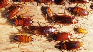 The Best Pesticide for Cockroach Control in Kenya