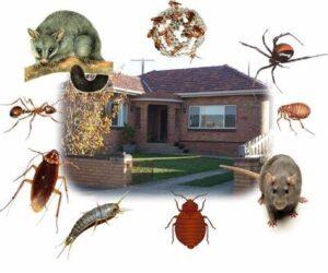 pest control, fumigation services, pest control near me, Residential Pest Control, Residential Pest Control Services, Residential Fumigation Services