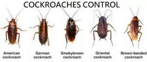 cockroach control services in Kenya, Pest Control Services, Cockroach Control