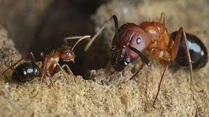 Ants Control Services in Kenya, Ants control Nairobi, ants control, anst control near me, ants control services, ants fumigation near me, ants pest control near me, ants fumigators in Kenya, Ant Control Service