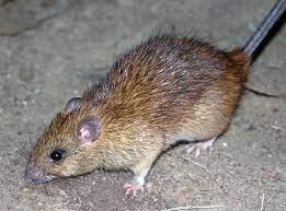 rats control services, mice control services, rats control services in Kenya, rats control near me, rats extermination near me, rats controllers