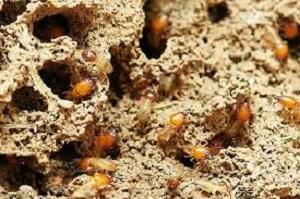 Termite Inspection, Termite Fumigation, Termite Prevention, Termite Pest Control, termite control, termite controller, termite control near me, termite control in Kenya, termite control kenya, termite control services, termite fumigation in Kenya, Termite Exterminator, Termite Exterminator near me, Termite Exterminator in Kenya, Termites control, Termite control near me, Termite control near me, Termite control services, Termite control Kenya, Termite treatment Kenya, Termite extermination Kenya, Termite Control Near Me, termite exterminator, termite removal near me