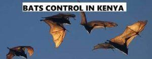 bats control specialist, bat control near me, bats control, bats control services, bats fumigation, bats removal services near me, bats control services in Kenya