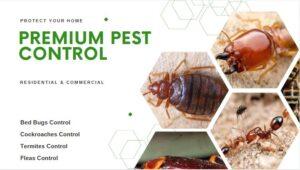pest control near me, pest control services in Kenya, pest control services, Pest control services in Kenya, Pest control companies in Kenya, Fumigation services in Kenya, Pest control prices in Kenya, Pest control services near me, Fumigation services near me, Pest control companies near me, Professional pest control in Kenya, Termite control in Kenya, Rodent control in Kenya