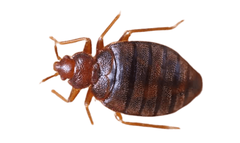 bedbug fumigation costs in Kenya, bedbug fumigation cost Kenya, bedbug fumigation cost Kenya, bedbug extermination cost in Nairobi, how much does it cost to fumigate bedbugs in Kenya, bedbug treatment cost in Kenya, cost of bedbug removal in Nairobi, bedbug fumigation prices in Kenya, bedbug pest control cost in Kenya, fumigation cost for bedbugs in Nairobi, cost of getting rid of bedbugs in Kenya,